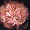 24_MUF_24